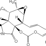 cytochE