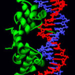 185px-Lambda_repressor