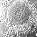 Acandidus_headmed