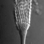 Arestrictheadmed