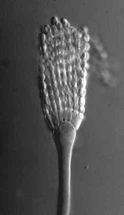 Arestrictheadmed