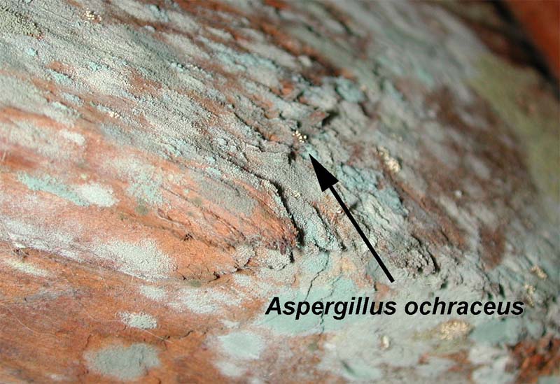 Aspergillusochraceusonwood