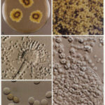 Eurotium_amstelodami