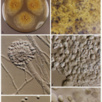 Eurotium_herbariorum