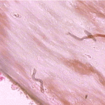Histo02