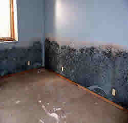 Moldy_room