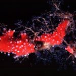 Mycalesponge