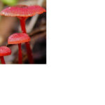 REDBAS~1_edited