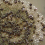 aflavussclerotia036b
