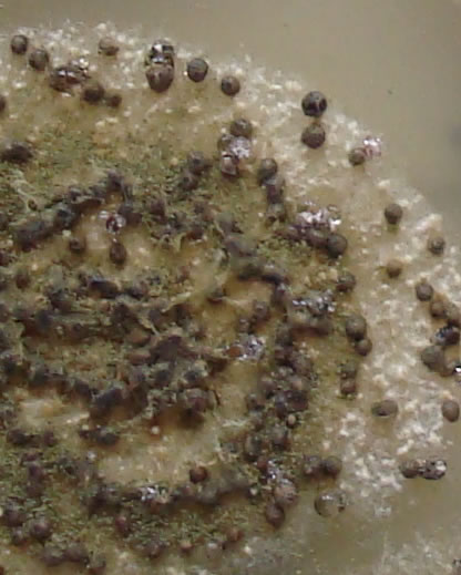aflavussclerotia036b