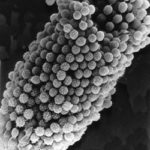 afumigatus-dd