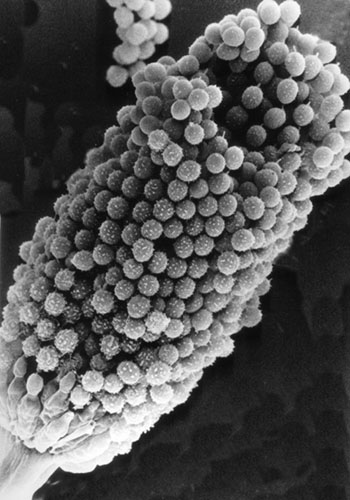 afumigatus-dd_copy
