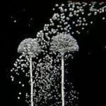 animation
