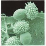 ascosporegermin