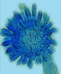 aspflavlogo