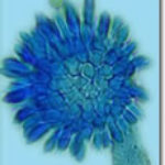aspflavlogo2