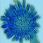 aspflavlogo3