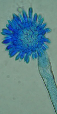 aspflavus