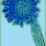 aspflavushue4newblue