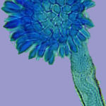 aspflavushuepple2