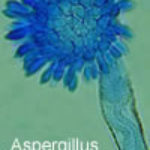 aspwebsite