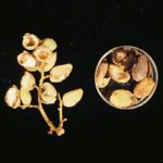 bdpistachio1