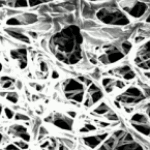 biofilm