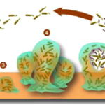 biofilmlifecycle