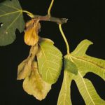 blight1