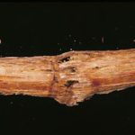 canker1