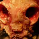 catNose