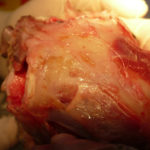 catfrontalbone