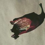 chili1