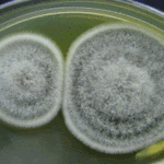 colonies