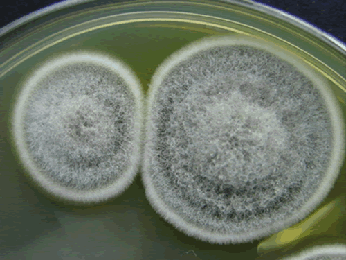 colonies