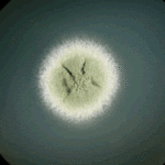 colony