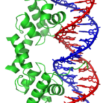 dnaprotein