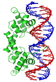 dnaprotein