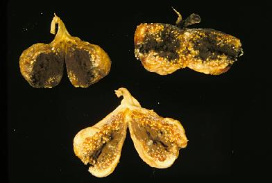 fig1