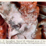fig18a