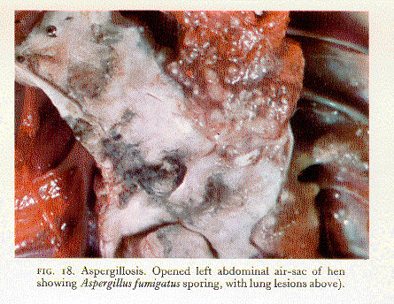 fig18a