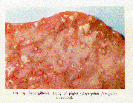fig19comp