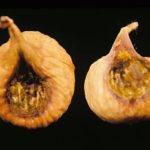 fig2