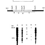 fig2fumig1