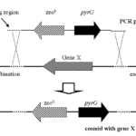 fig2genedel