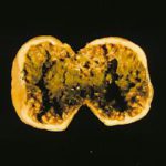 fig3