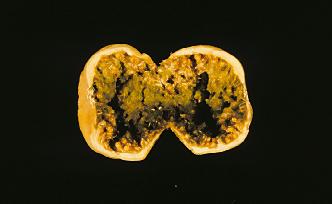 fig3