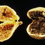 fig4