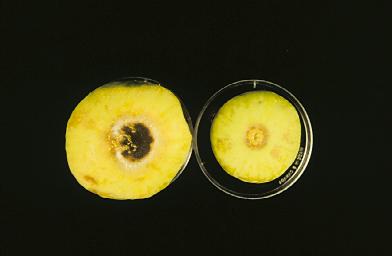 fig7