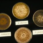 fig_isolates_A_flavus_grp